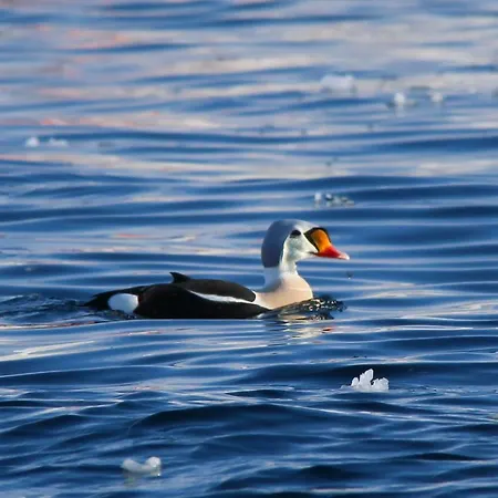 Brygge - Arctic מלון 3*